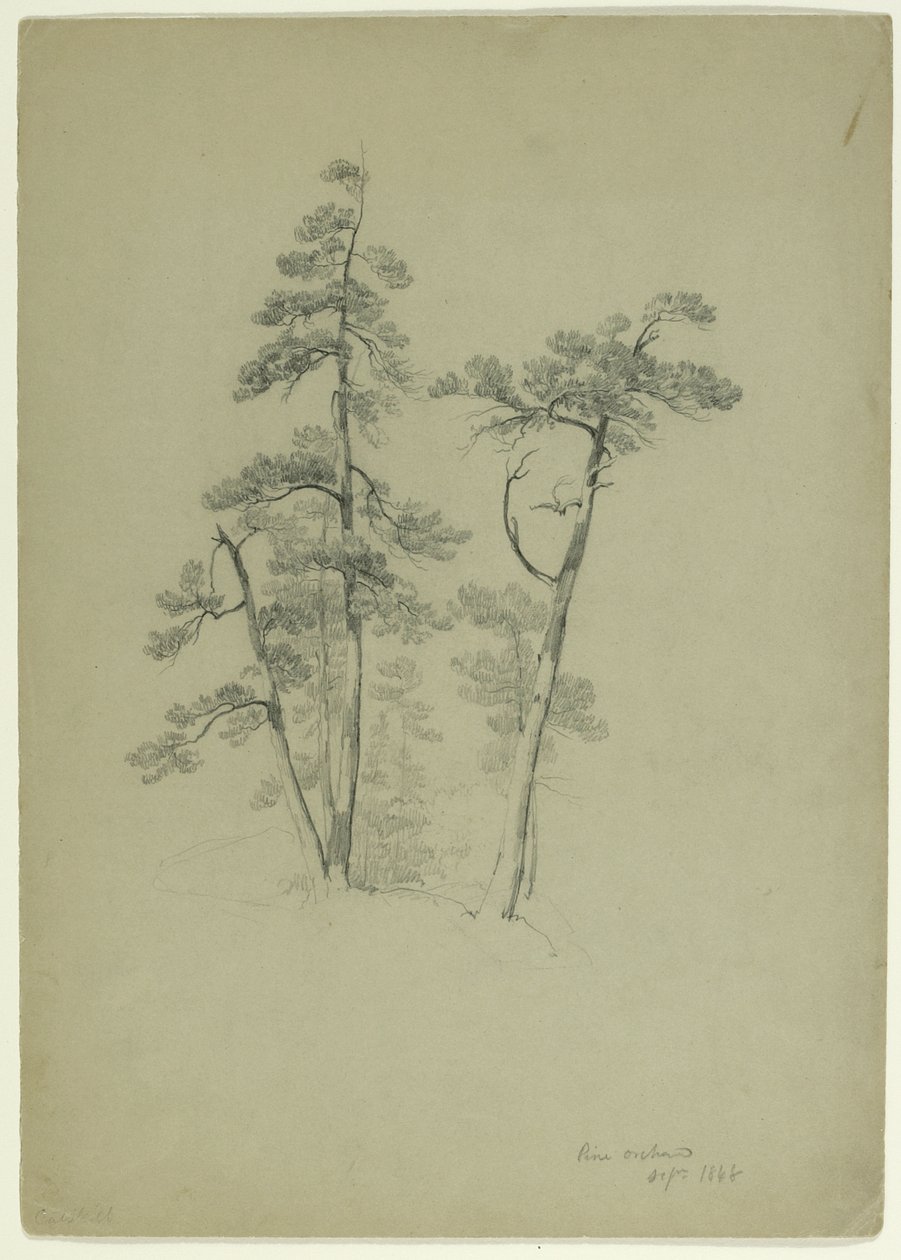 Study of Trees, Pine Orchard, Catskill, New York, 1848 (grafit på grågrønt papir) af Asher Brown Durand