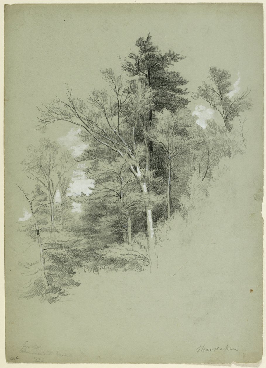 Study of Trees, Shandaken, New York, 1849 (grafit, hvid gouache og hvidt blypigment på grågrønt papir) af Asher Brown Durand