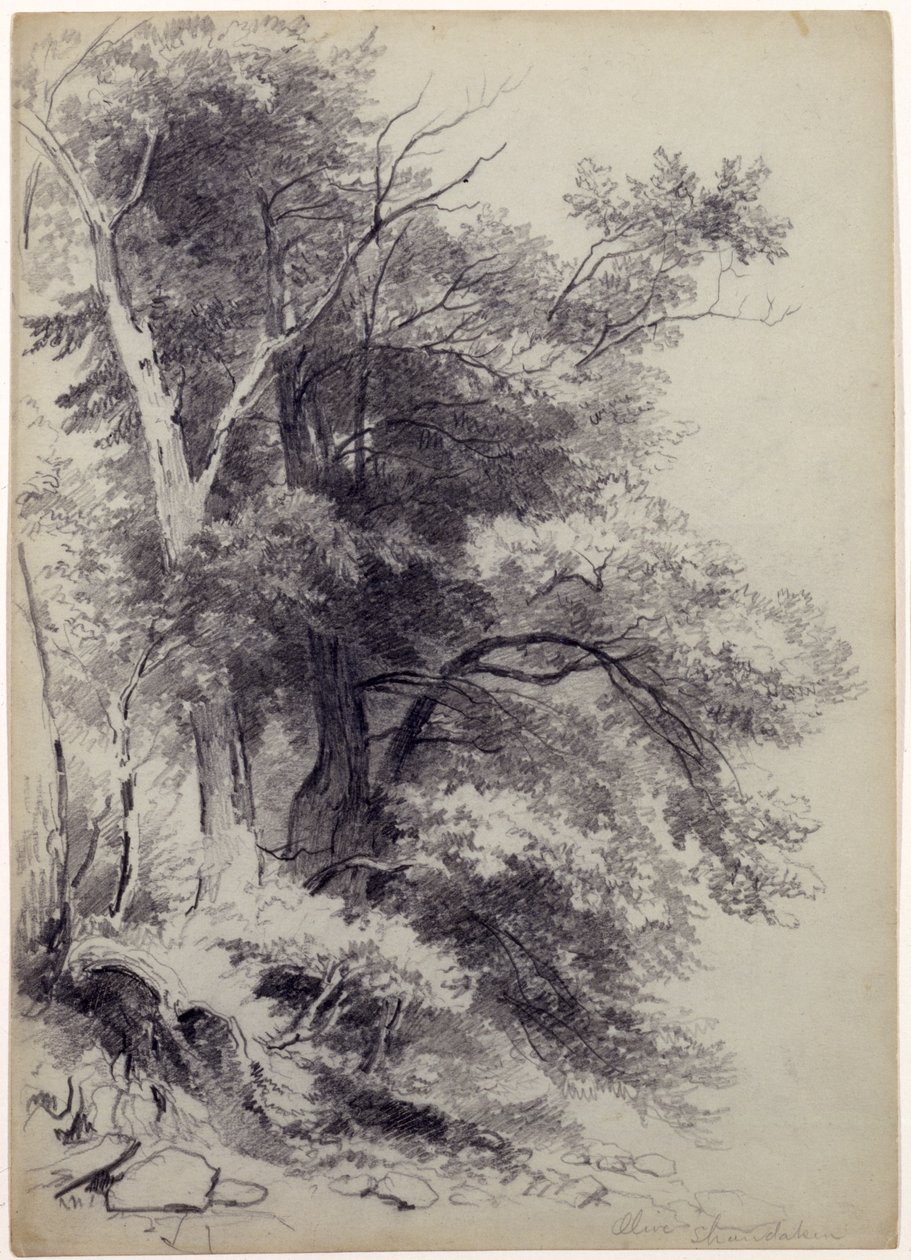 Studie af træer, ShandakenOlive, New York, 1852 (grafit med udkradsning på grågrønt papir) af Asher Brown Durand