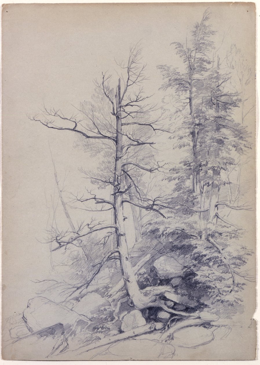 Study of Trees and Rocks, Catskill Mountains, New York, 1849 (grafit på grågrønt papir) af Asher Brown Durand