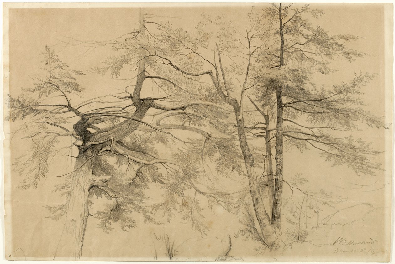 Study of Two Trees, Bolton, Lake George, New York, 1863 (grafit på beige Bristol-papir) af Asher Brown Durand