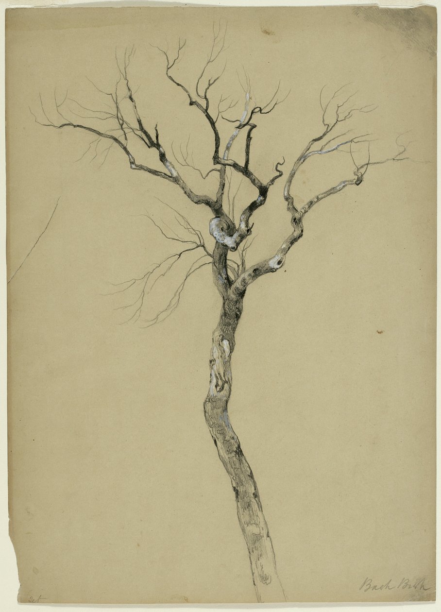 Study of a Bare Tree, South Egremont, Massachusetts, 1851 (grafit og hvid gouache på beige papir) af Asher Brown Durand