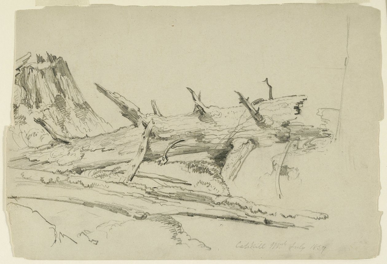 Studie af en faldet træstamme, Catskill Mountains, New York, 1857 (grafit på papir) af Asher Brown Durand