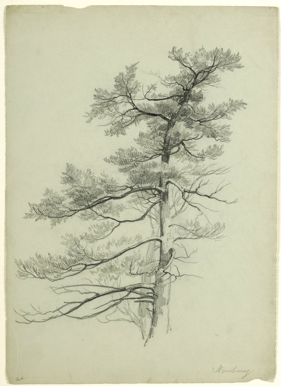 Tree Study, Newburgh, New York, 1849 (grafit på grågrønt papir) af Asher Brown Durand