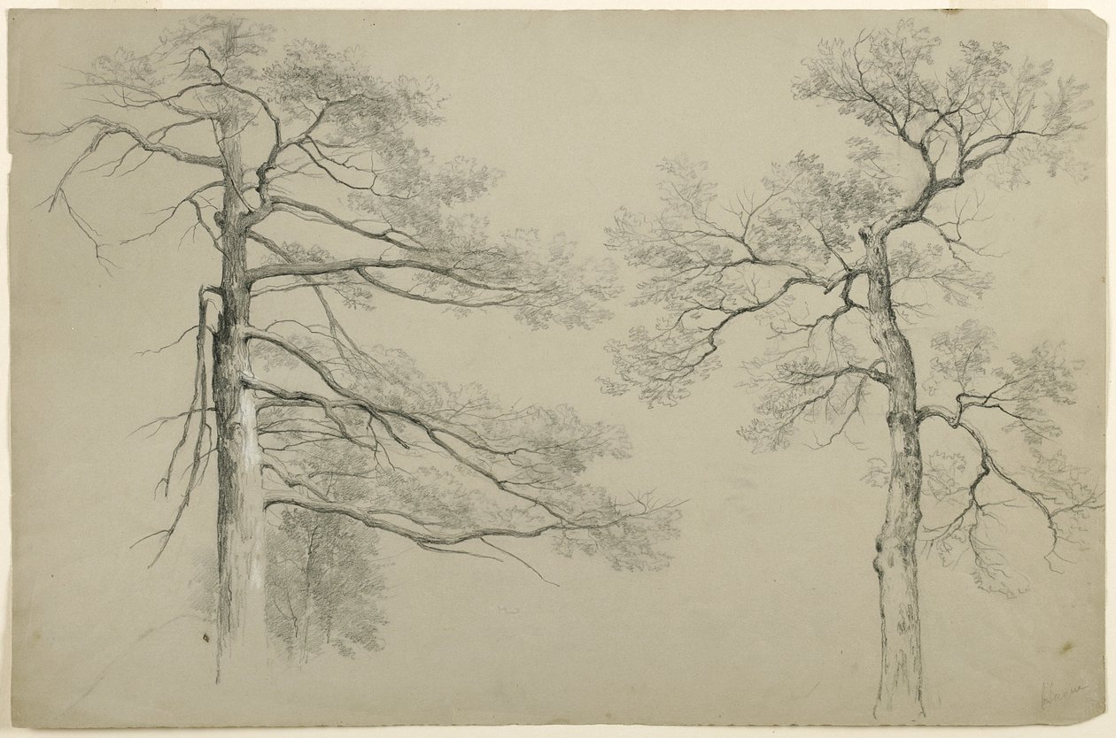 Study of Two Trees, Haag, Lake George, New York, 1862 (grafit og hvid gouache på gråt Bristol-papir) af Asher Brown Durand