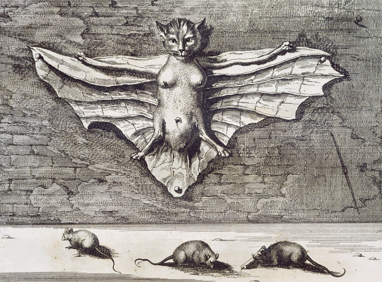 Flyvende kat, 1667 af Athanasius Kircher