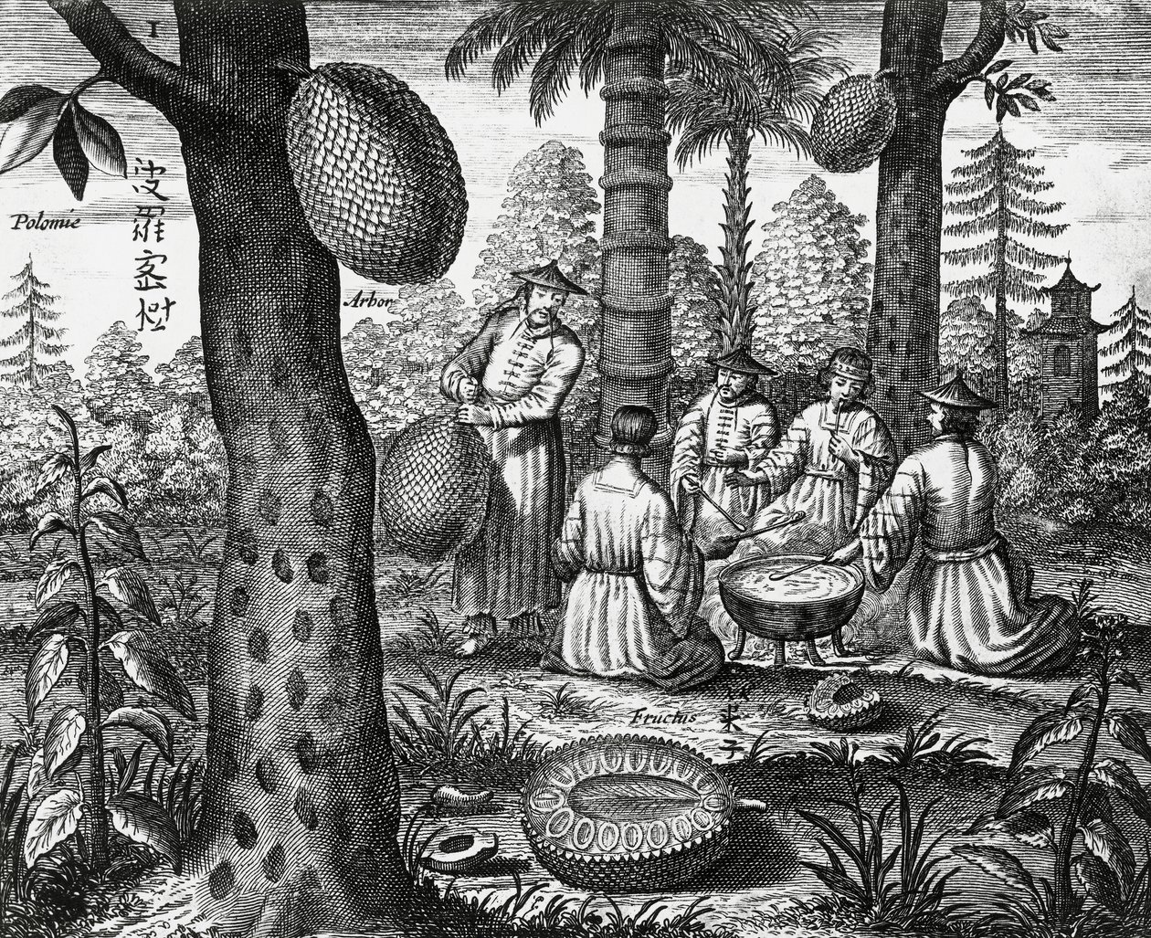 Kinesiske frugter (Arbor polomie, kinesisk papaya), gravering fra Kina monumenter af Athanasius Kircher