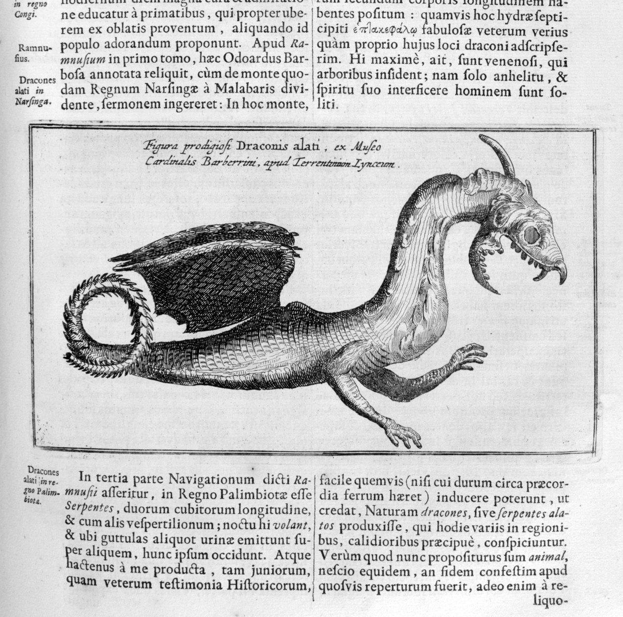 Drage, 1678 af Athanasius Kircher