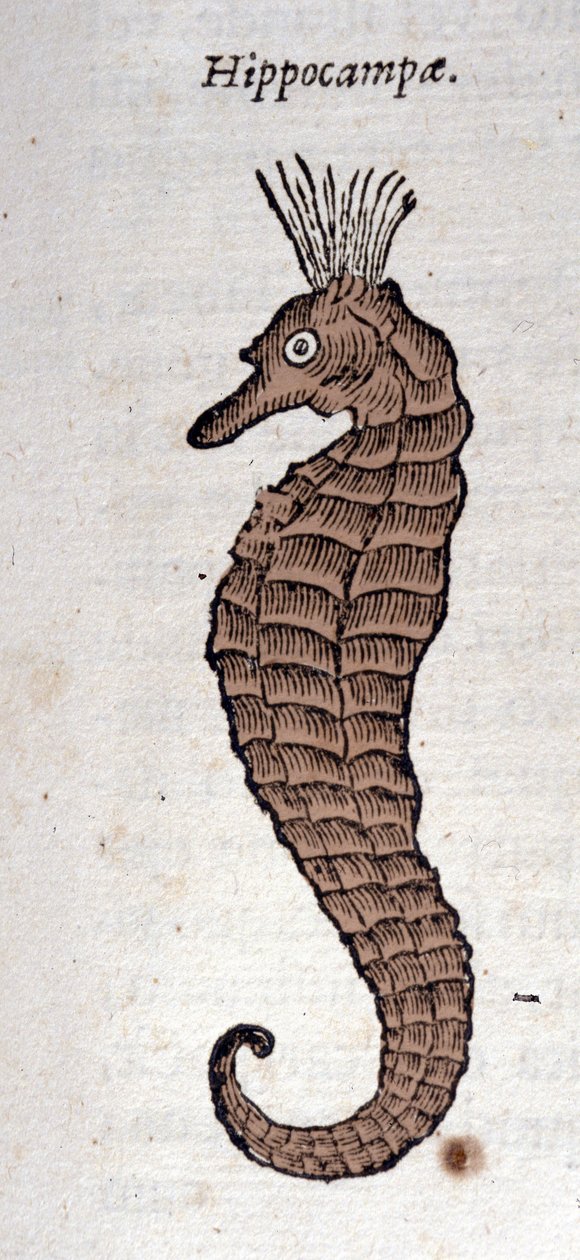Repræsentation af en søhest. Gravering fra et værk af Athanasius Kircher (1601 - 1680), jesuite, orientalist og lærd. af Athanasius Kircher