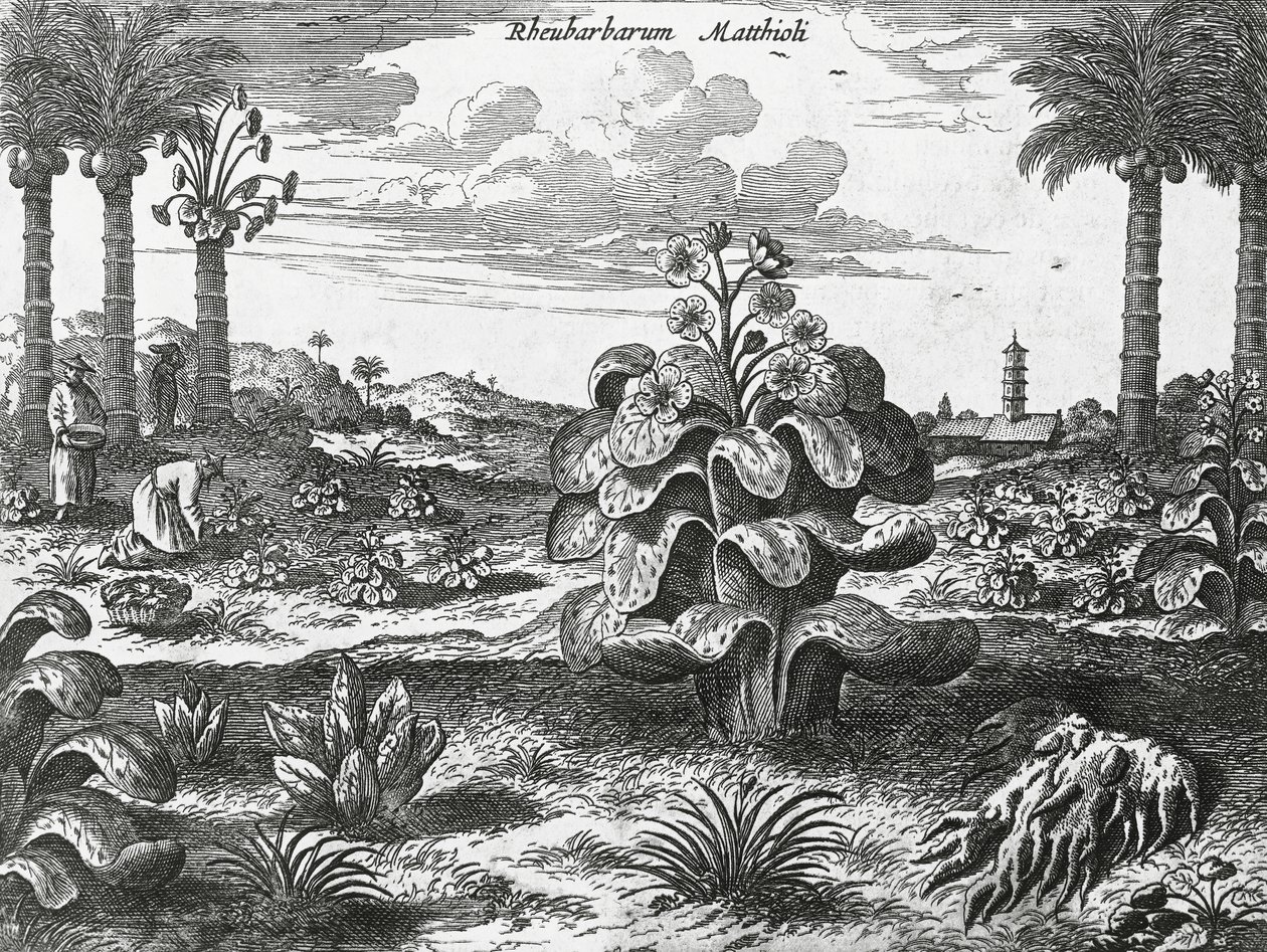 Rabarberplante, gravering fra Kinas monumenter af Athanasius Kircher