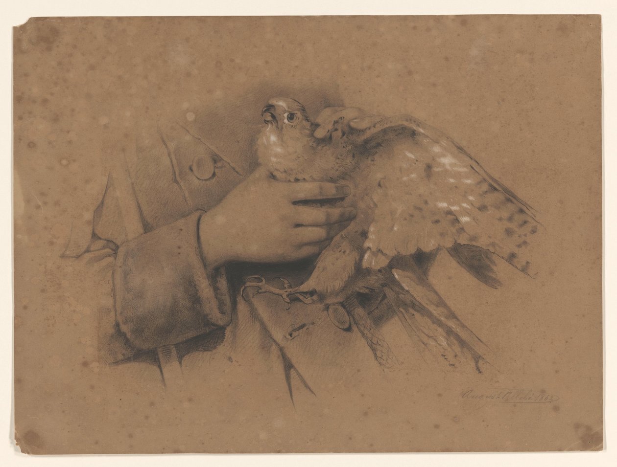 Kestrel fanget i hænderne af August Allebe