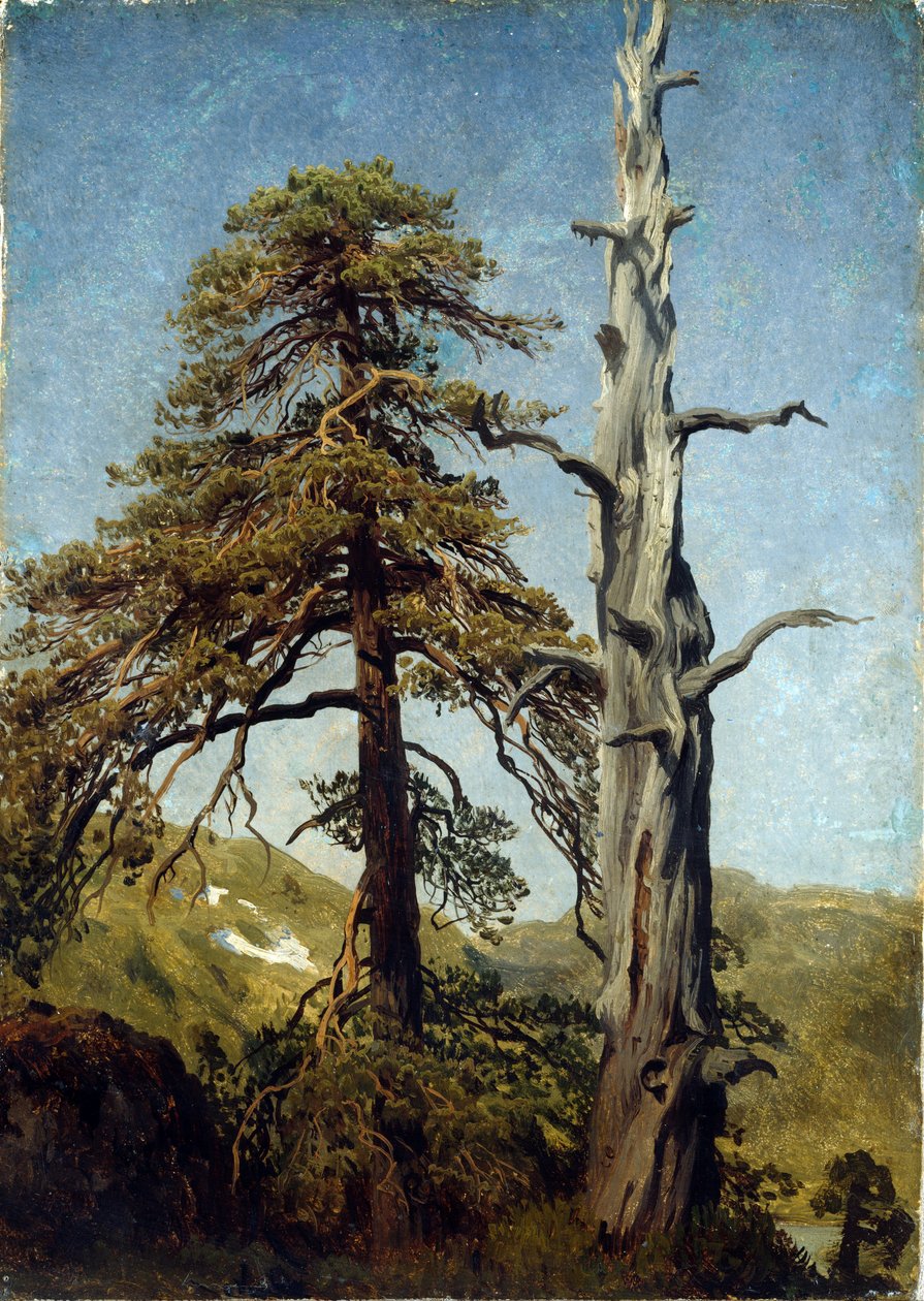 ""Studie af træer, Norge"" Maleri af August Cappelen (1827-1852) 1850 Nationalmuseet for kunst, Oslo, Norge af August Cappelen