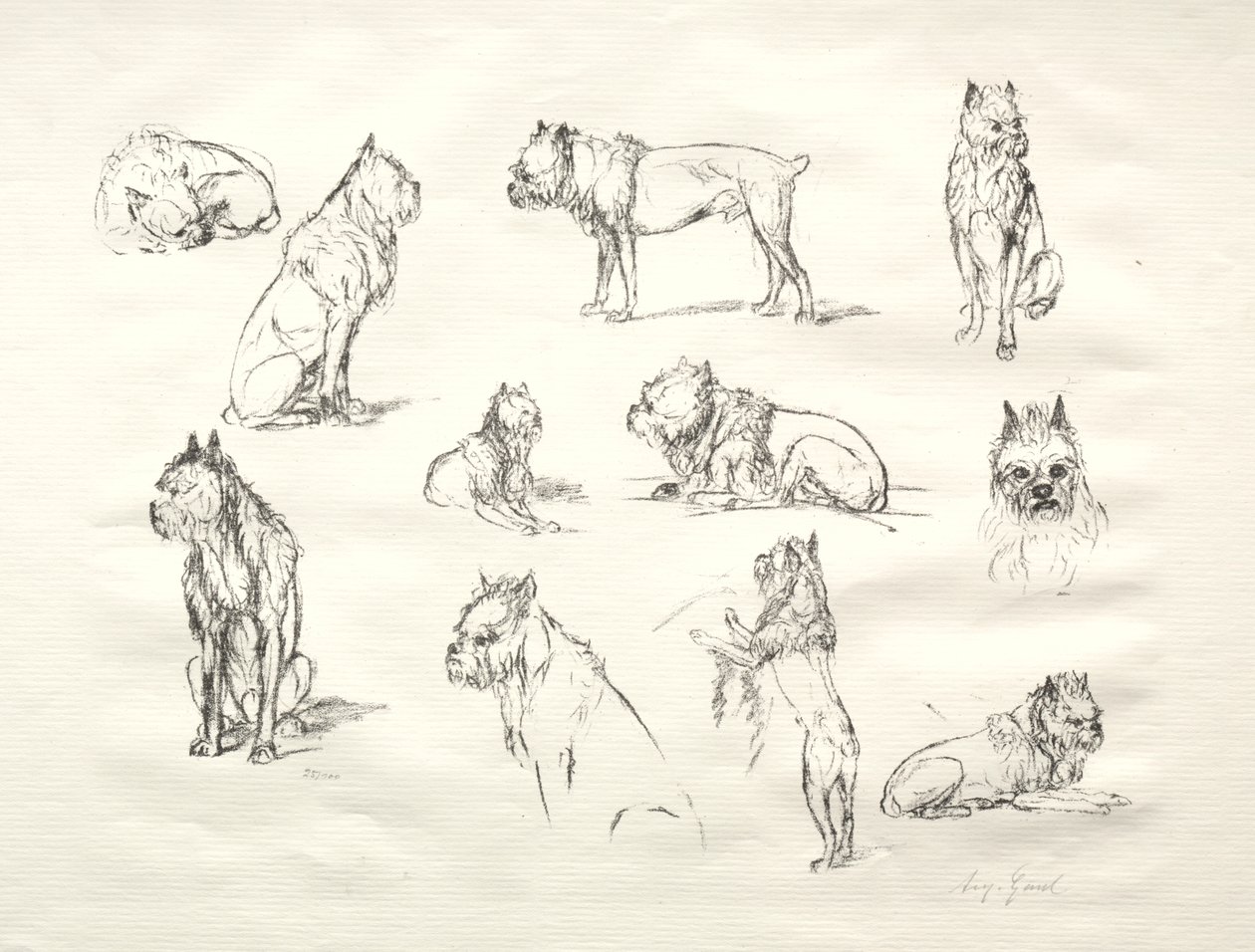 Undersøgelse af hunde af August Gaul