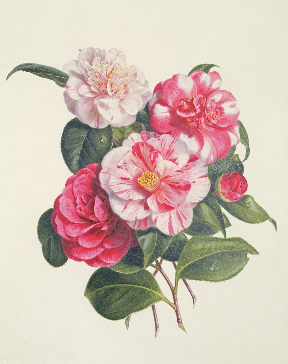 Camelias, ca. 1840 af Augusta Innes Withers