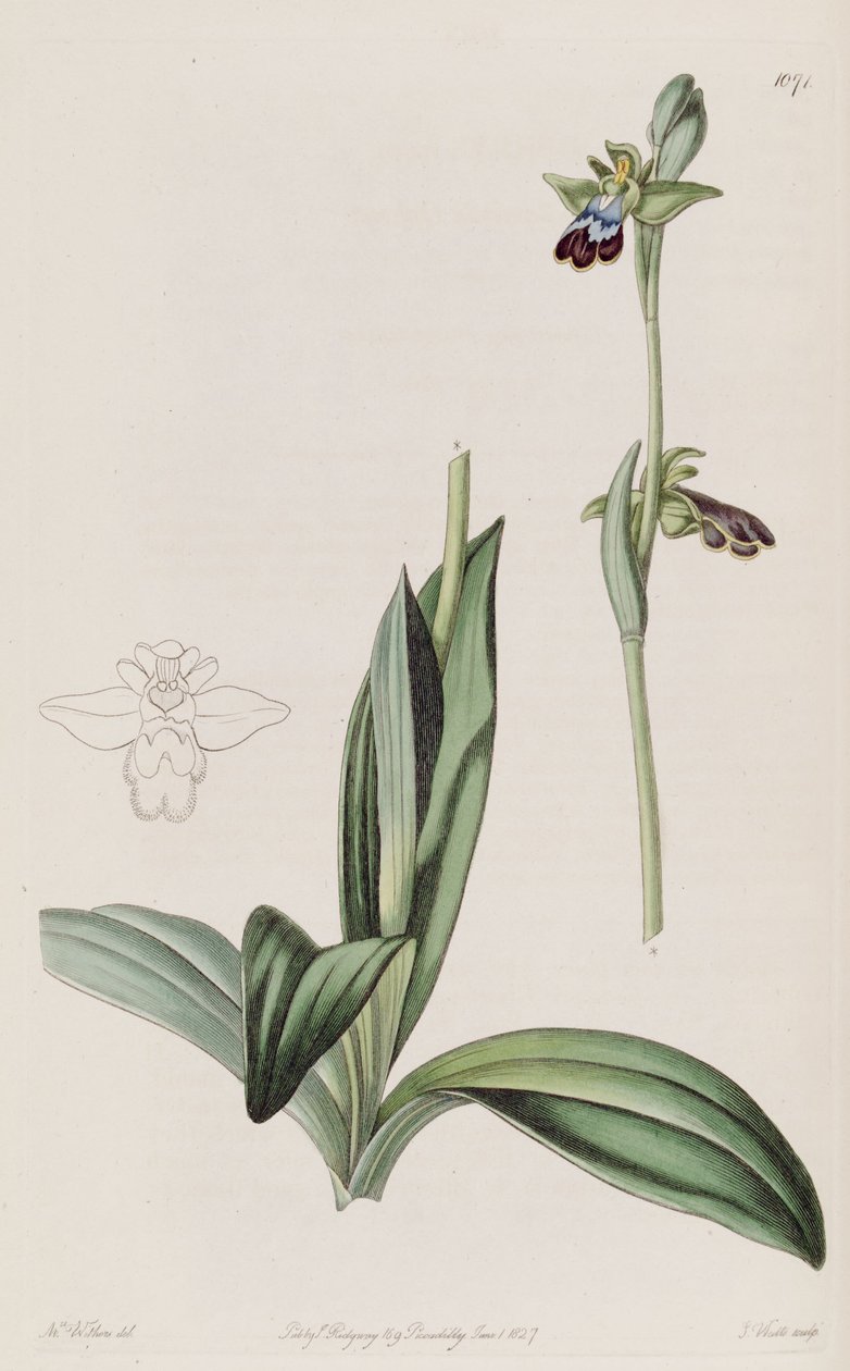Illustration af Ophrys fusca af Augusta Innes Withers