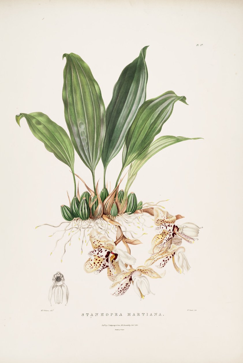 Illustration af Stanhopea martiana af Augusta Innes Withers