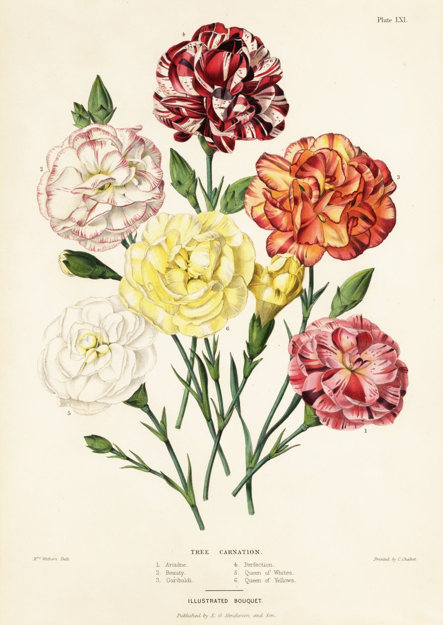Trænellikesorter, Dianthus caryophyllus: Ariadne 1, Beauty 2, Garibaldi 3, Perfection 4, Queen of Whites 5, Queen of Yellows 6 af Augusta Innes (after) Withers