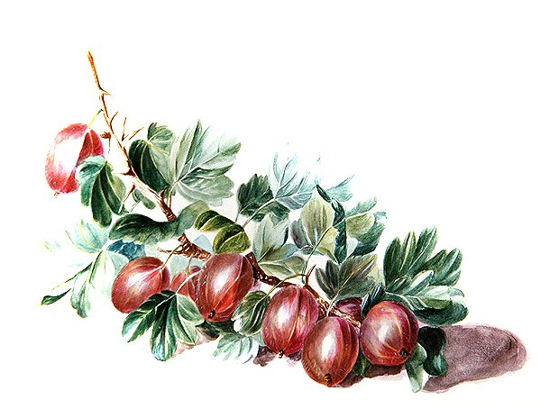 Stikkelsbær, ca. 1860 (akvarel på papir) af Augusta Innes Withers