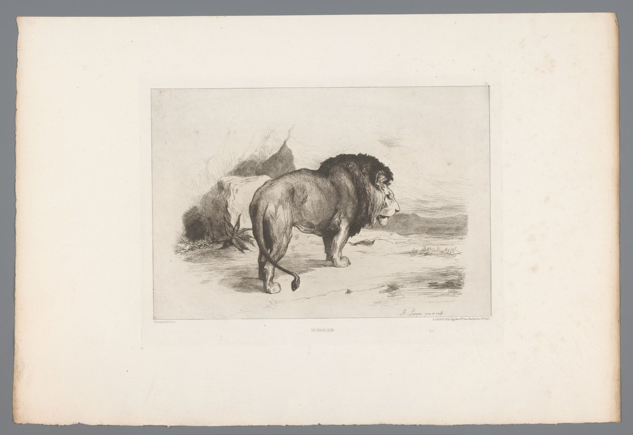 Løve Un vieux lion (titel på objekt) Franske raderinger fra 1874 (serietitel) L