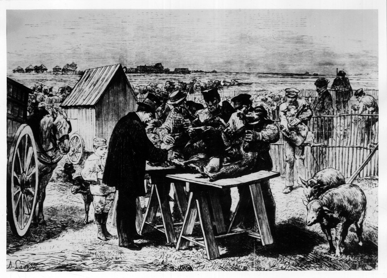 Vaccination af får af Pasteur, gravering af A. Lançon. af Auguste Andre Lancon