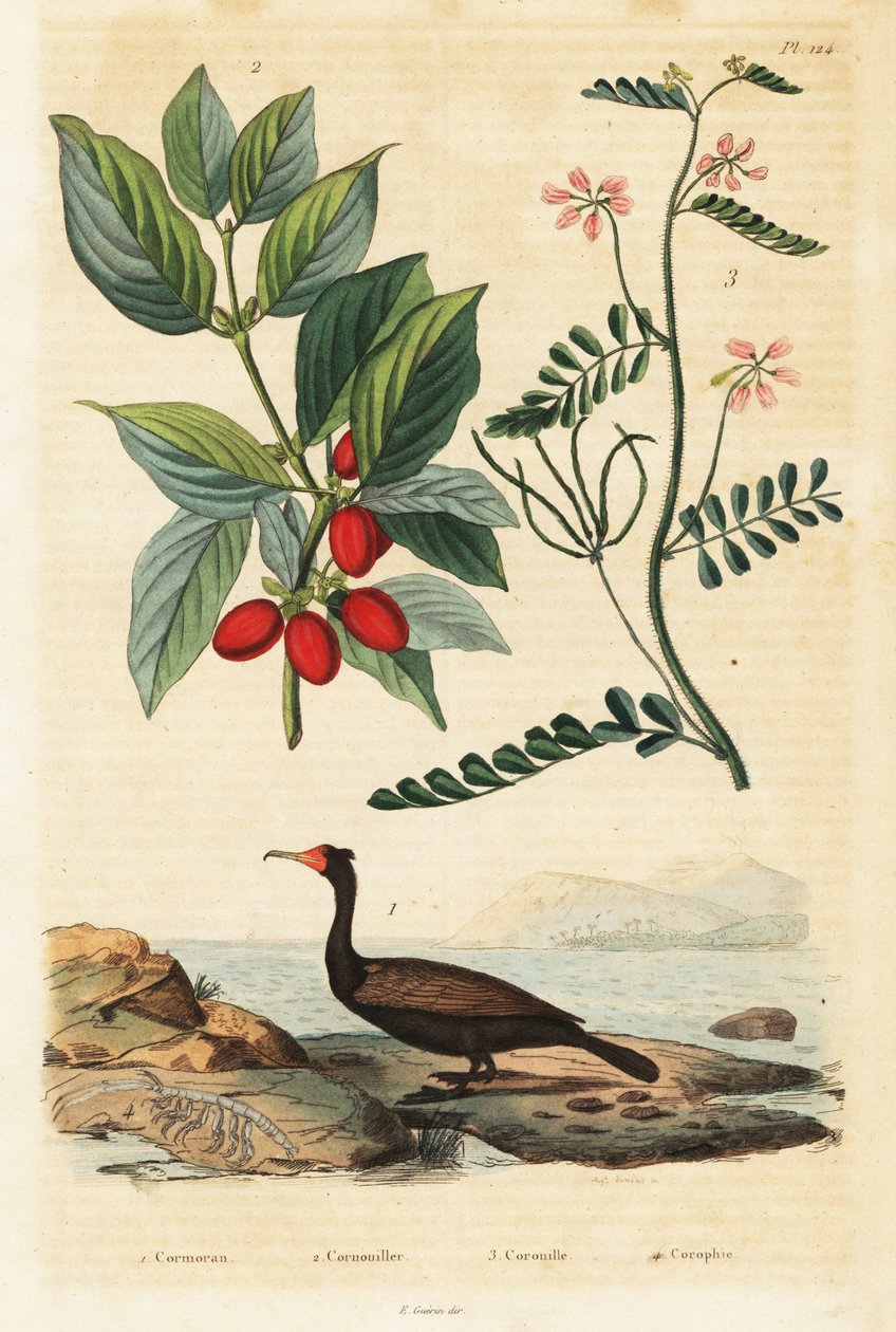 Skarv, Cornelian kirsebær og skorpion vikke, 1834-1839 (gravering) af Auguste Dumenil