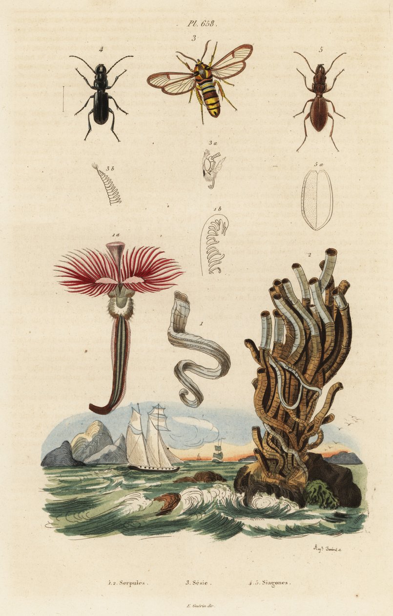 Faneorm, gedehamsmøl og biller. af Auguste Dumenil