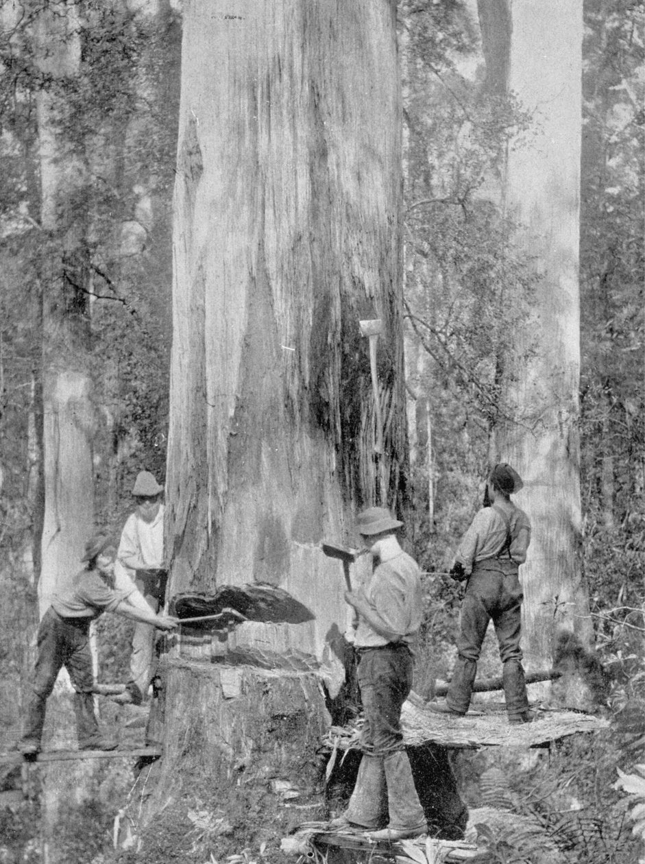 Felling a Blue-Gum Tree in Huon Forest, Tasmania, ca. 1900, fra 