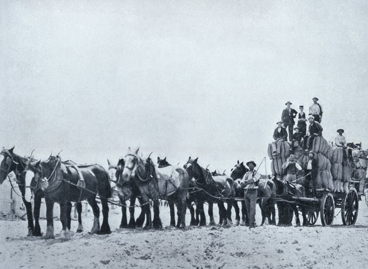 Uldbærende hold, Western Australia, ca. 1900, fra `Under the Southern Cross - Glimpses of Australia