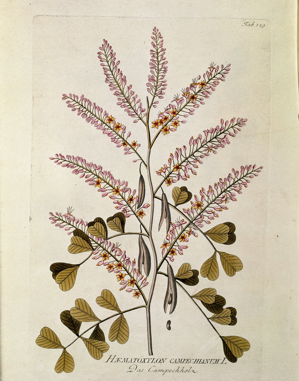 Botanisk: ""Campeche"" (Haematoxylon campechianum) Planke tegnet fra ""Medicinalium secundum Linnaei digestarum"" af Joseph Jacobi Plenck (1735-1807) 1788-1803 Privat samling af Austrian School