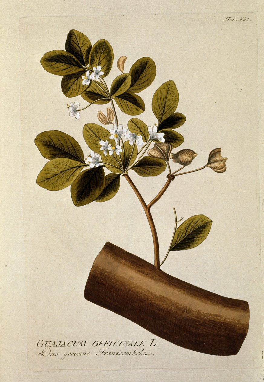 Botanisk: "" Guajacun officinale"" Tallerken tegnet fra "" Medicinalium secundum Linnaei digestarum"" af Joseph Jacobi Plenck (1735-1807) 1788-1803 Privat samling af Austrian School