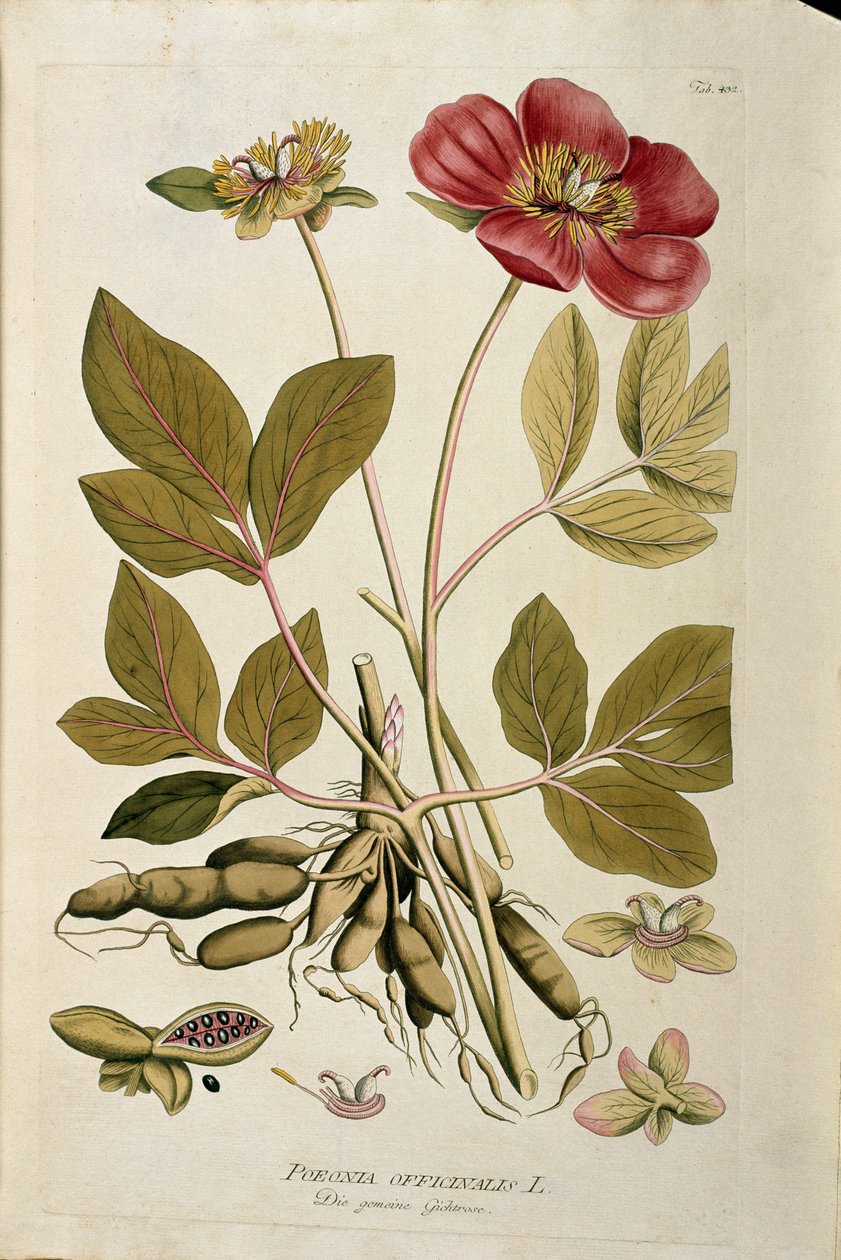 Botanisk: "" Peony officinale"" (Poeonia officinalis) Planke hentet fra "Medicinalium secundum Linnaei digestarum" af Joseph Jacobi Plenck (1735-1807) 1788-1803 Privat samling af Austrian School