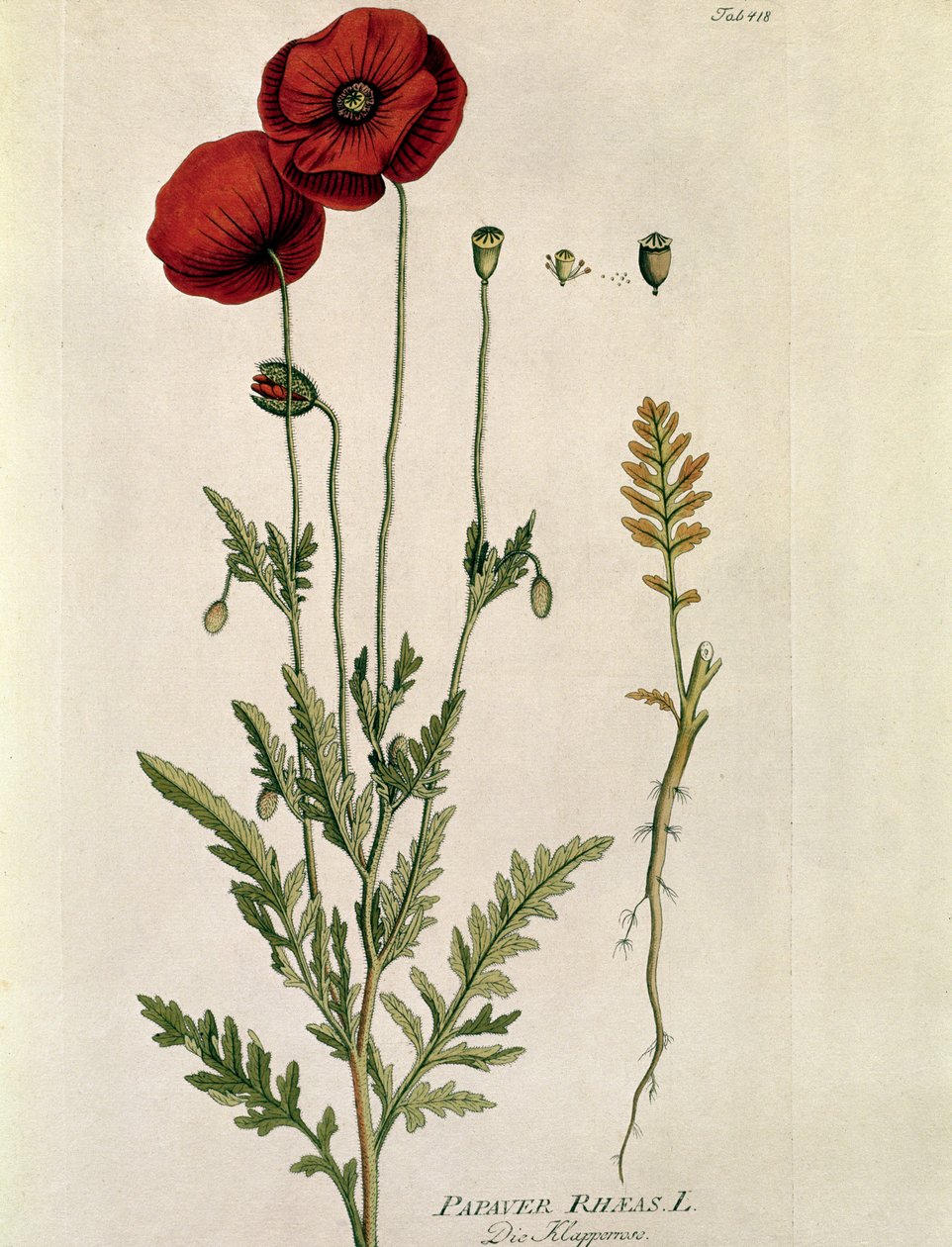 Botanisk: ""Red Poppy"" (Papaver rhaeas) Tallerken tegnet fra "" Medicinalium secundum Linnaei Digestarumó af Joseph Jacobi Plenck (1735-1807) 1788-1803 Privat samling af Austrian School