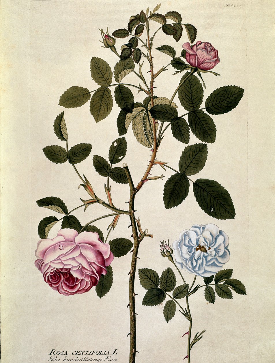 Botanisk: Rose med hundrede blade (Rosa centifolia) Tallerken tegnet fra "Medicinalium secundum Linnaei digestarum"" af Joseph Jacobi Plenck (1735-1807) 1788-1803 Privat samling af Austrian School