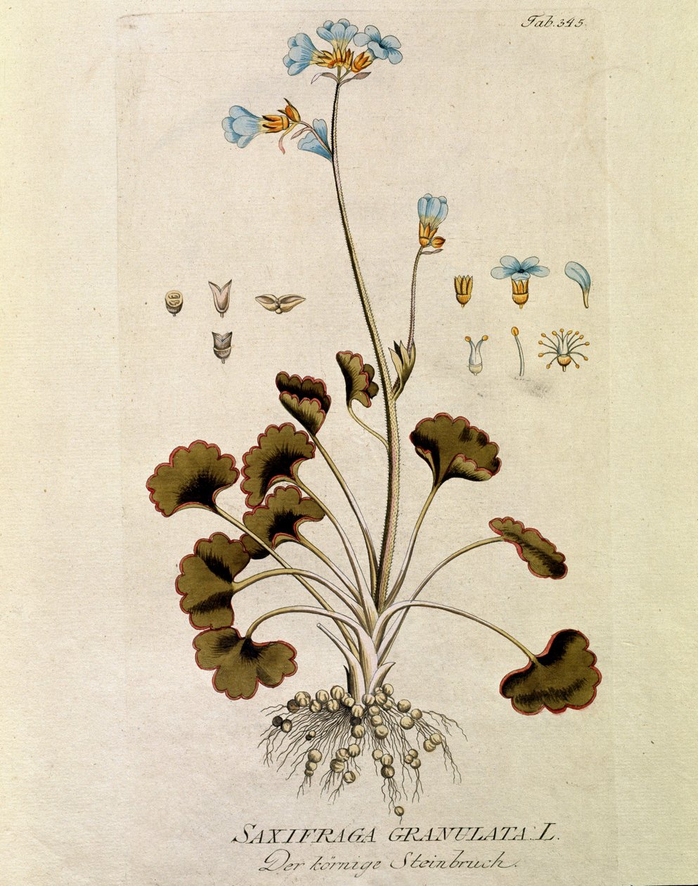 Botanisk: "Saxifrage granule"" (Saxifraga granulata) Tallerken tegnet fra "Medicinalium secundum Linnaei digestarum" af Joseph Jacobi Plenck (1735-1807) 1788-1803 Privat samling af Austrian School