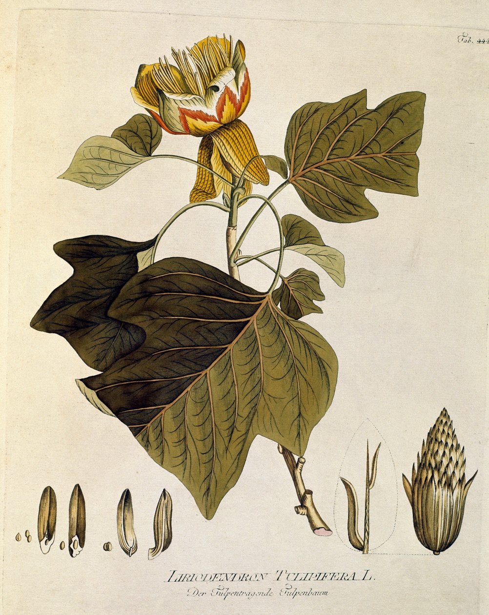Botanisk: "Tulipier of Virginia" (Liriodendron tulipifera) Planke tegnet fra "Medicinalium secundum Linnaei digestarum" af Joseph Jacobi Plenck (1735-1807) 1788-1803 Privat samling af Austrian School
