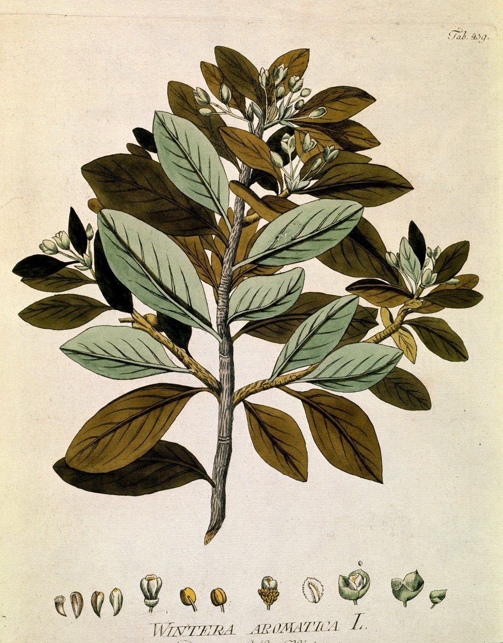 Botanisk: "Vinterbark" (Wintera aromatica) Planke tegnet fra "Medicinalium secundum Linnaei digestarum" af Joseph Jacobi Plenck (1735-1807) 1788-1803 Privatsamling af Austrian School