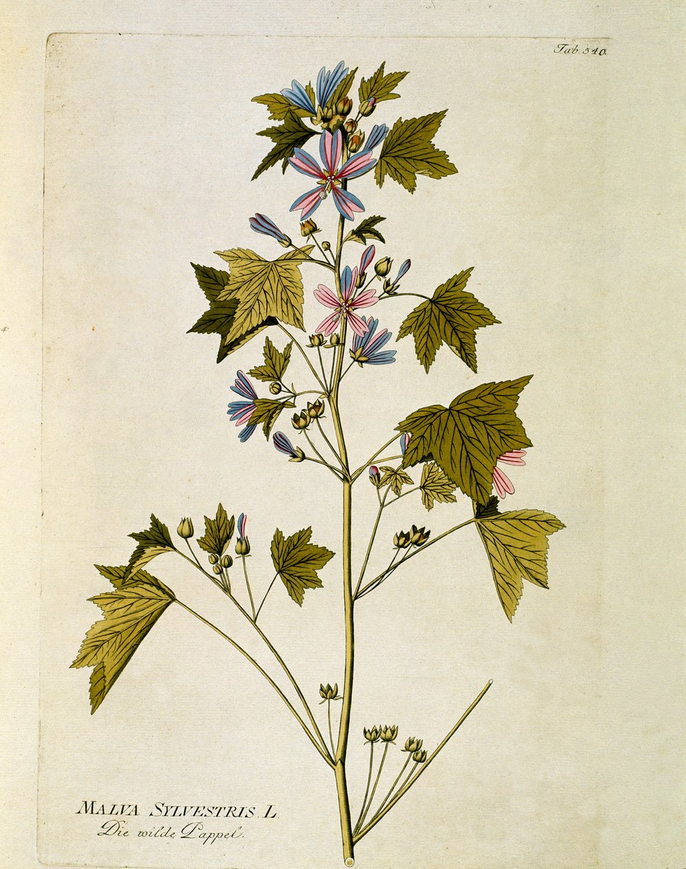 Botanisk: ""stor lilla"" (Malva sylvestris) Tallerken fra ""Medicinalium secundum Linnaei digestarum"" af Joseph Jacobi Plenck (1735-1807) 1788-1803 Privat samling af Austrian School