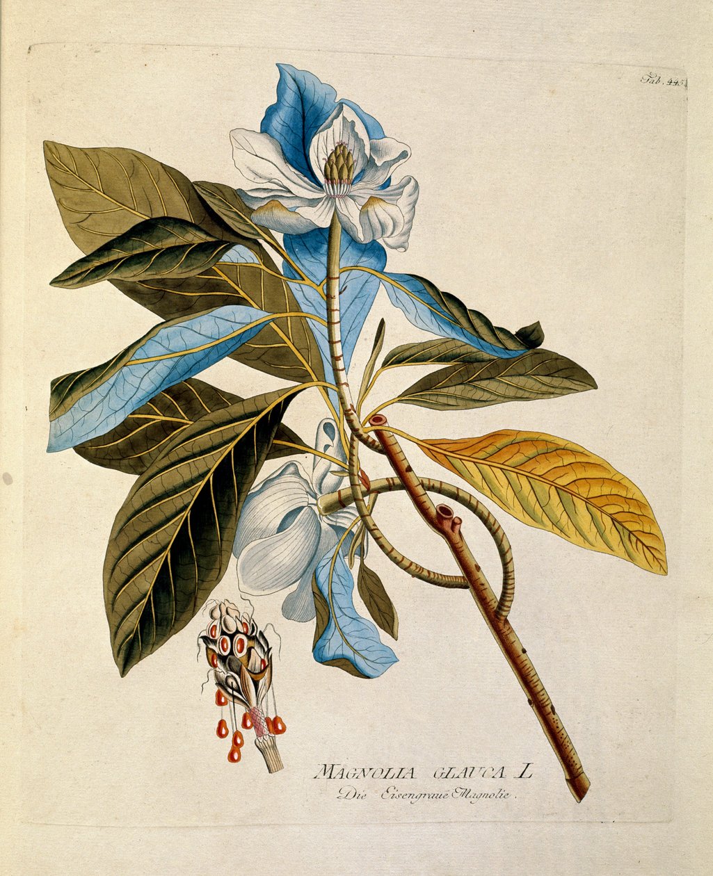 Botanisk: ""magnolia"" plade tegnet fra ""Medicinalium secundum Linnaei digestarum"" af Joseph Jacobi Plenck (1735-1807) 1788-1803 Privat samling af Austrian School