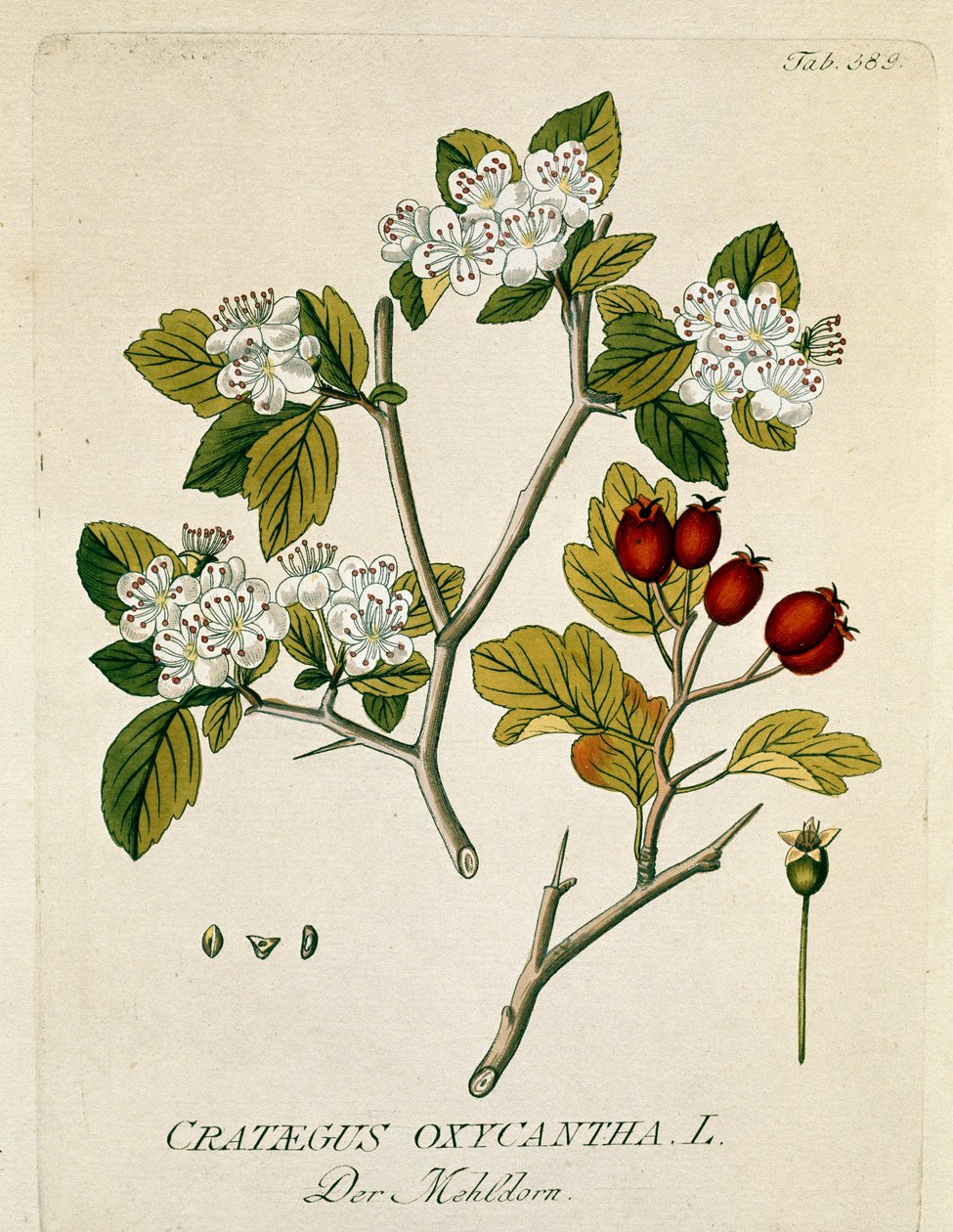 Botanisk: "" spinous aubepine "" (Crataegus oxycantha) Planke trukket fra "" Medicinalium secundum Linnaei digestarum"" af Joseph Jacobi Plenck (1735-1807) 1788-1803 Privat samling af Austrian School