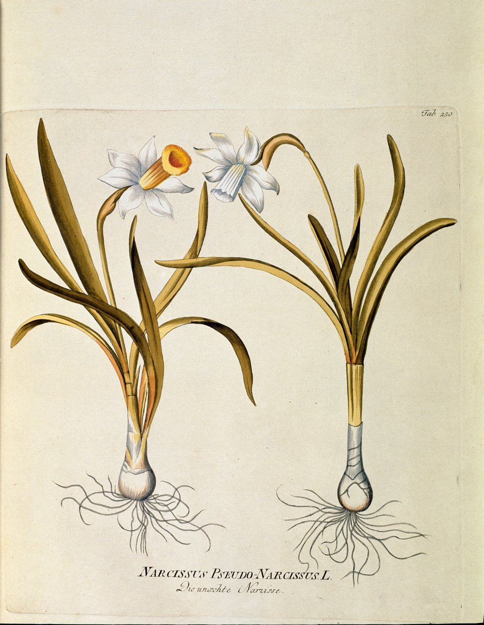 Botanisk: ""gul narcissus eller trompet"" (Narcissus pseudonarcissus) Plade hentet fra ""Medicinalium secundum Linnaei digestarum"" af Joseph Jacobi Plenck (1735-1807) 1788-1803 Privat samling af Austrian School