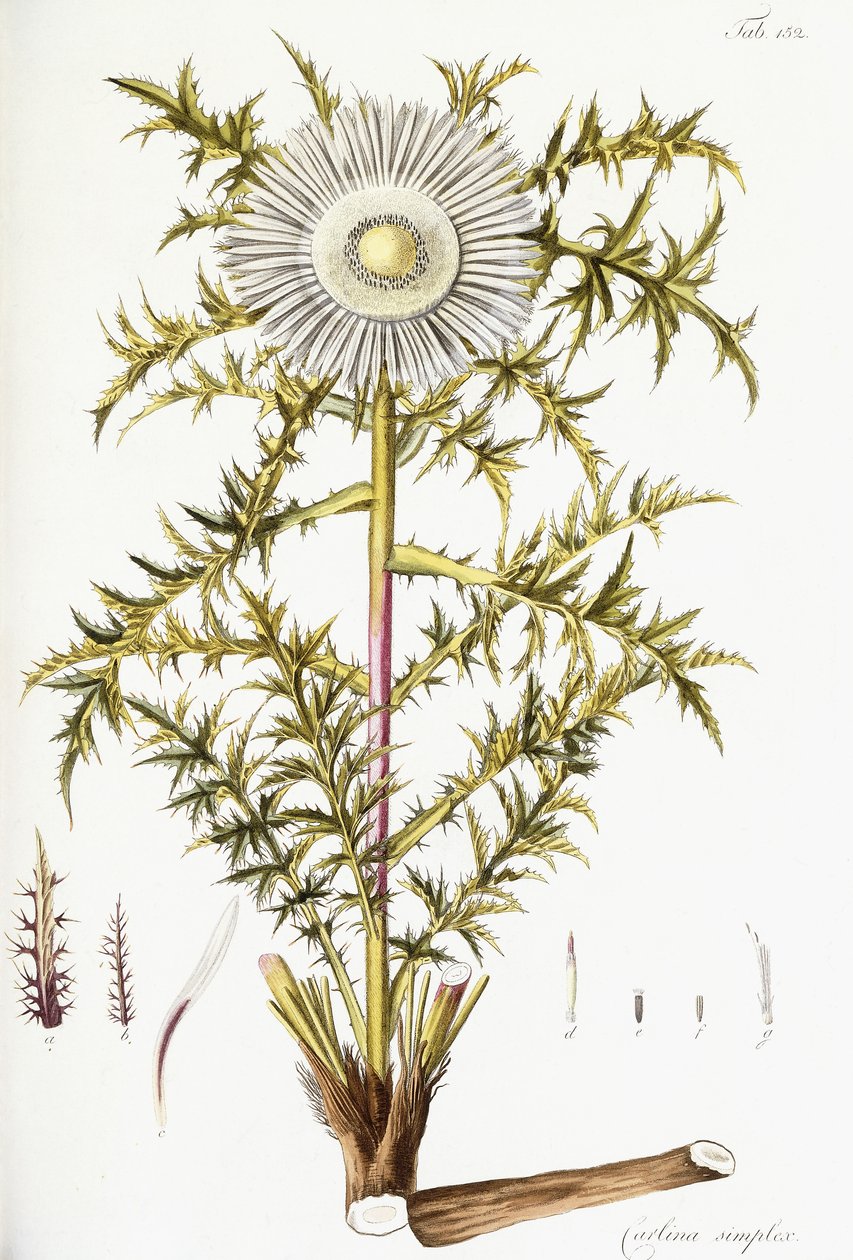 Carlina Simplex af Austrian School