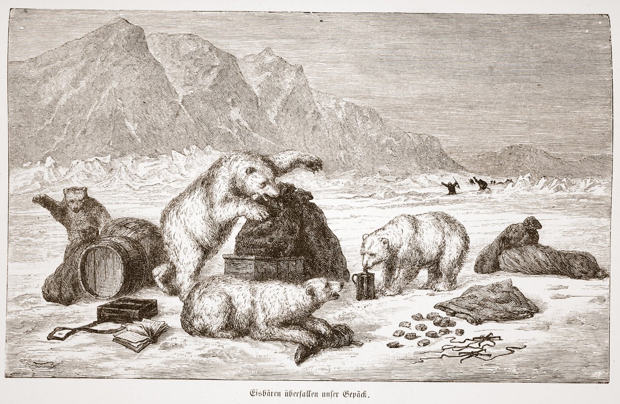 Isbjørne angriber vores bagagepub. Wien 1876 (gravering) af Austrian School