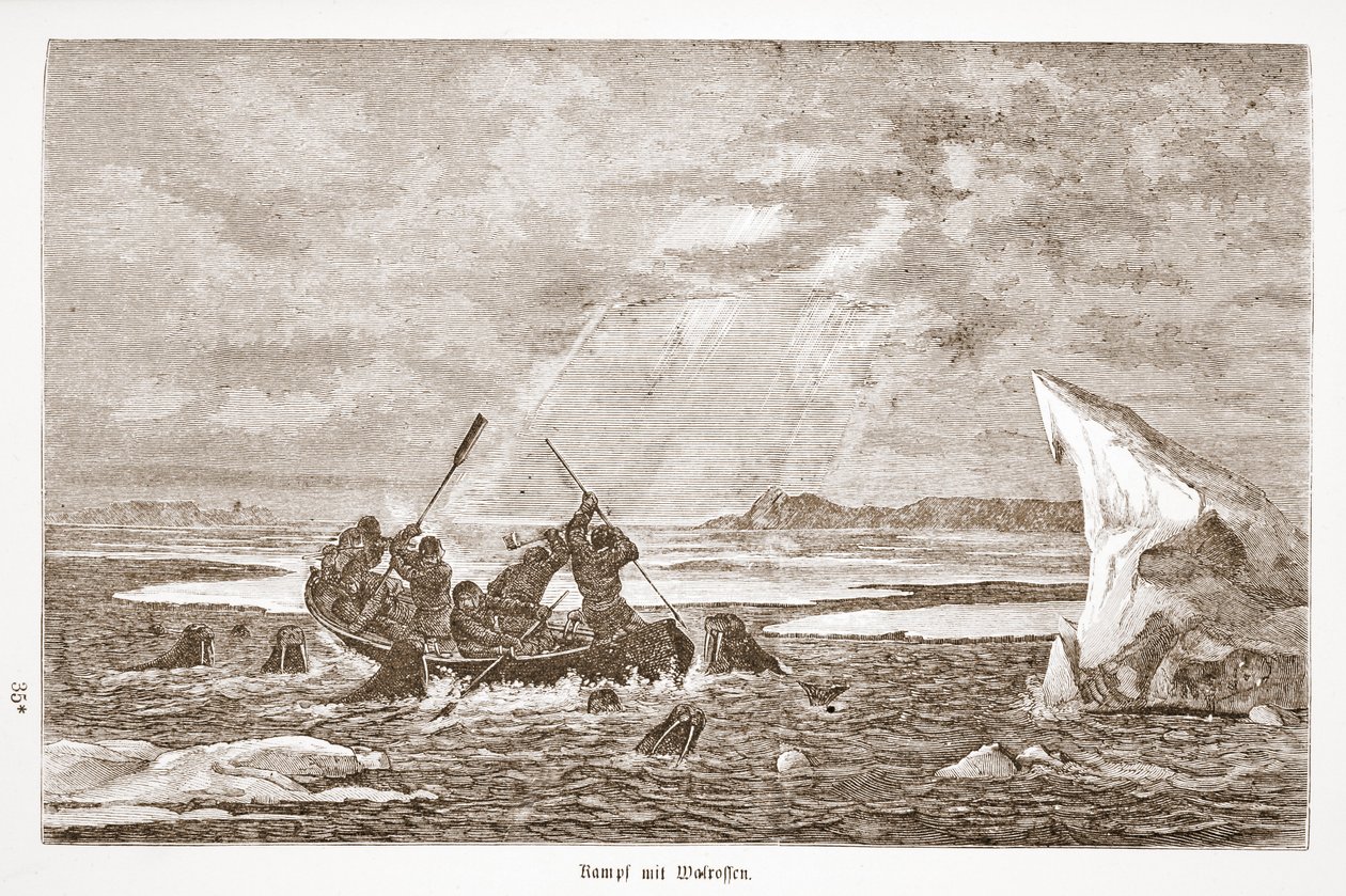 Kamp med hvalros, 1876 af Austrian School