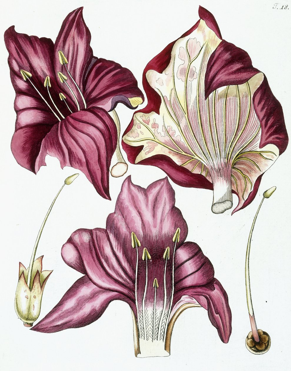 Figur 18, fra "Collectanea for Botanica, Chemistry, and Natural History with Figures", 1786-1796 af Austrian School