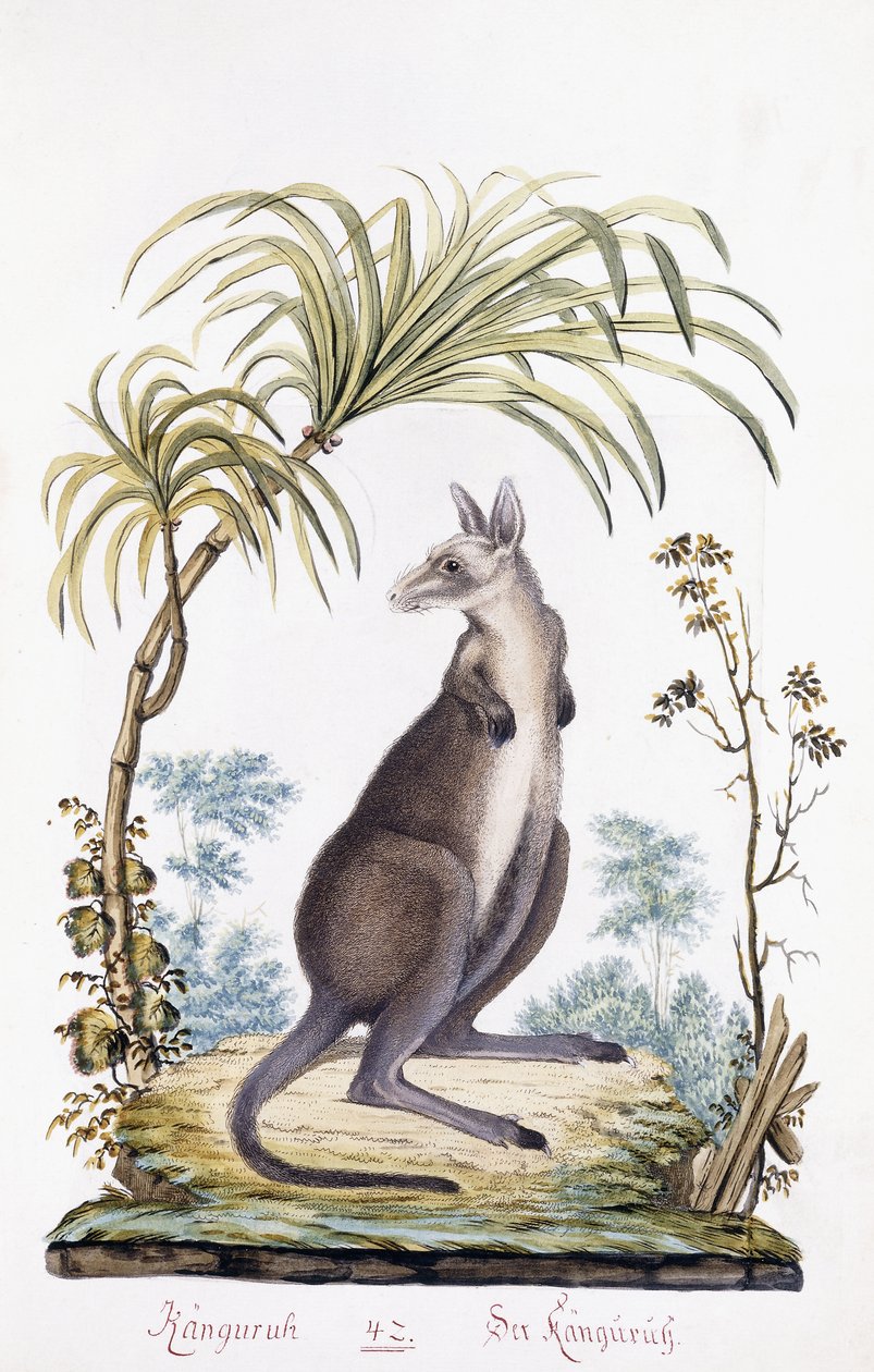 Kænguru, 1794 af Austrian School
