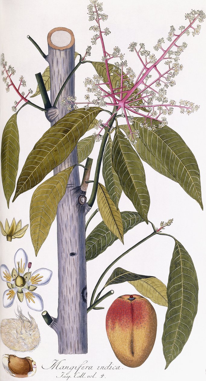 Mangifera indica af Austrian School