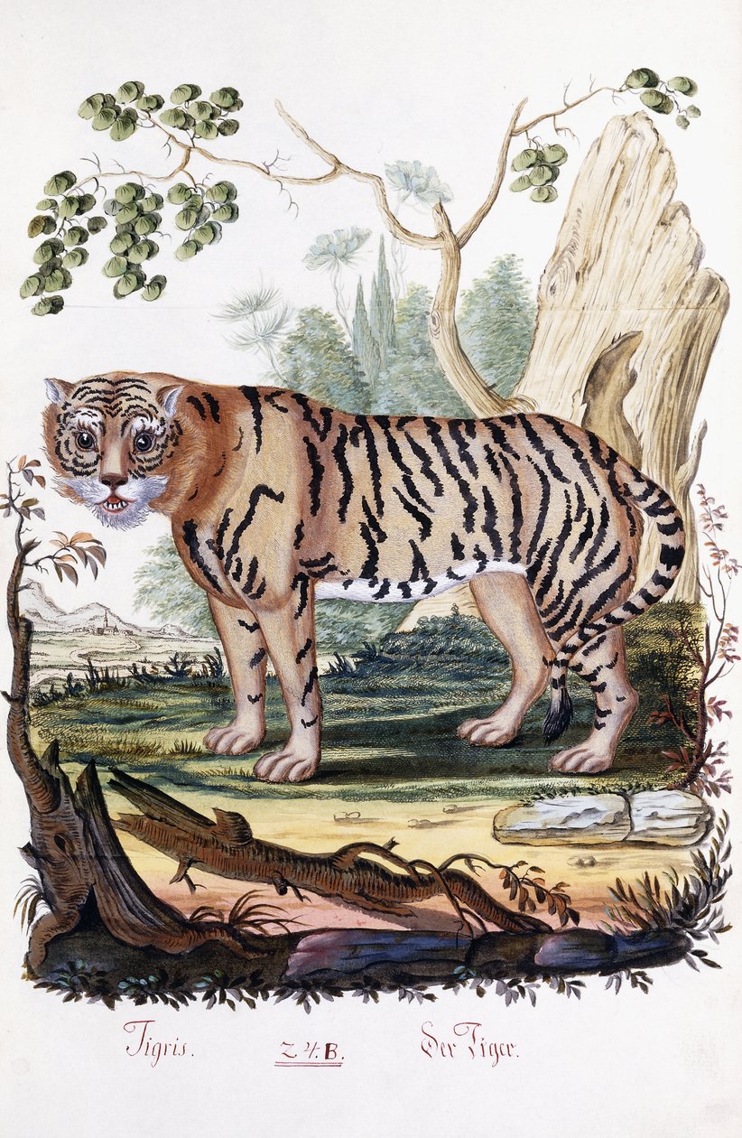 Tiger, 1794 af Austrian School