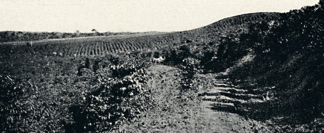 Cafezal, 1895 af Axel Frick