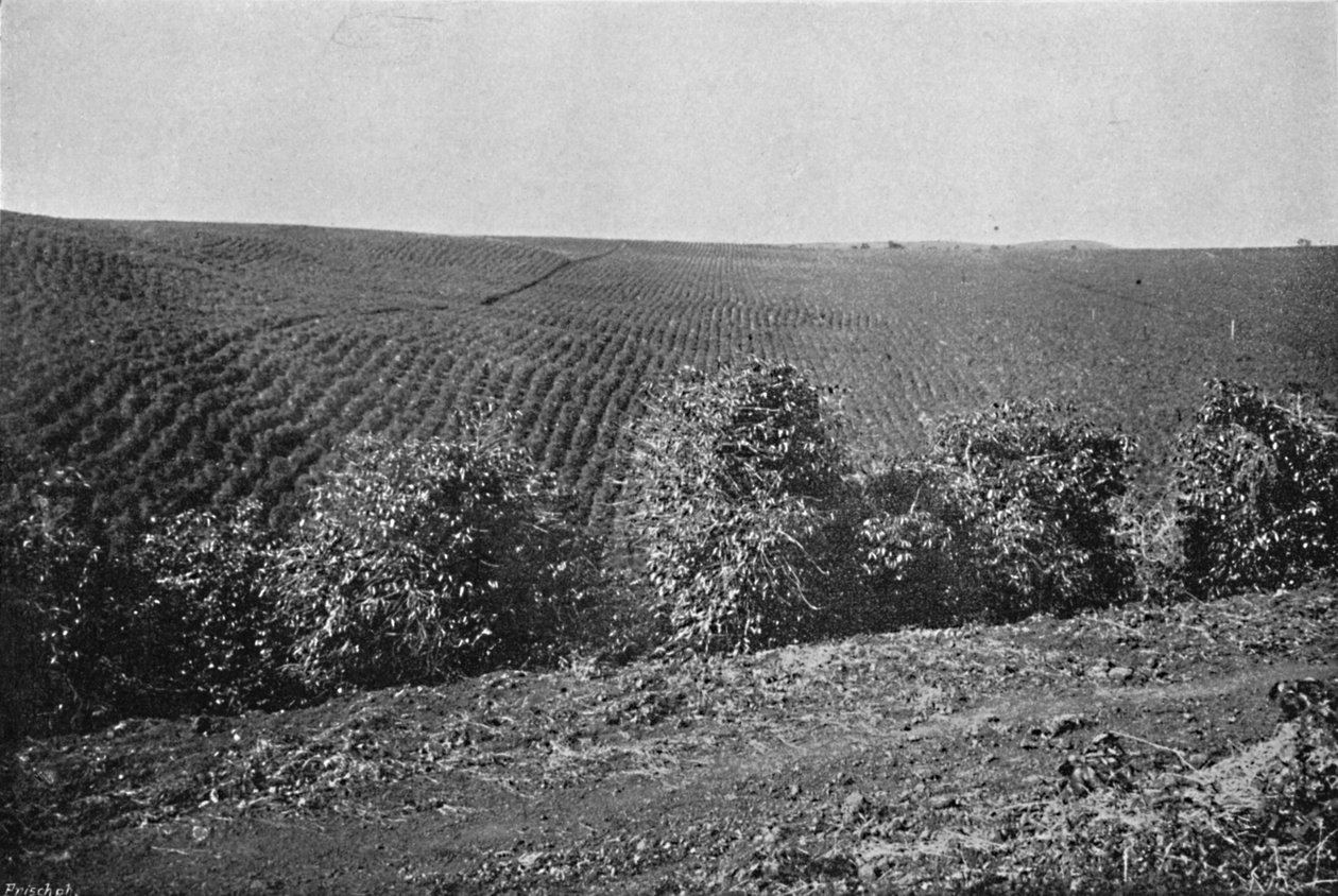 Kaffeplantage dannet, kaffeplantage, 1895 af Axel Frick