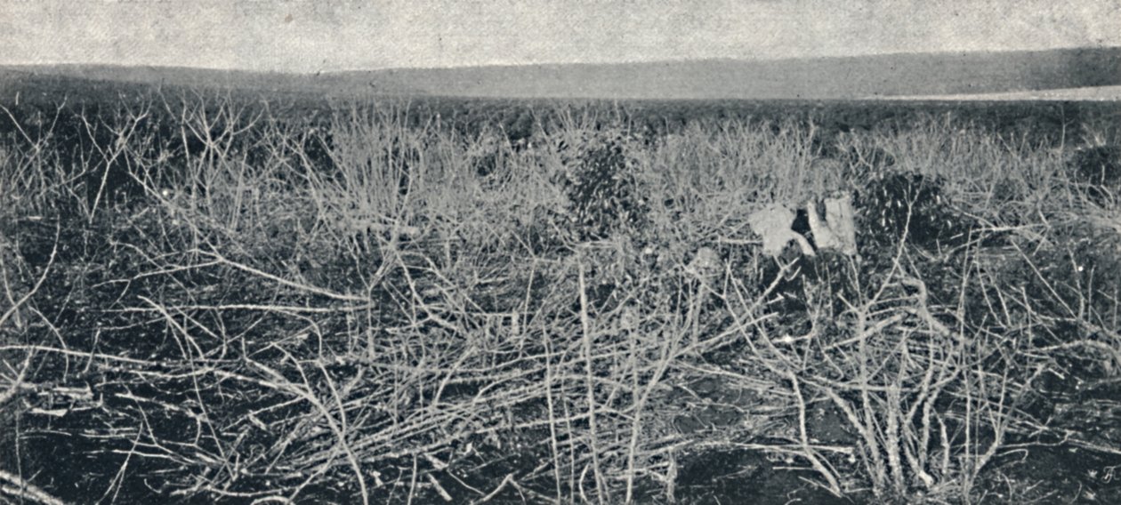 Cassava plantage, 1895 af Axel Frick